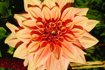 Beautiful salmon pink dahlia in the garden with copy space.