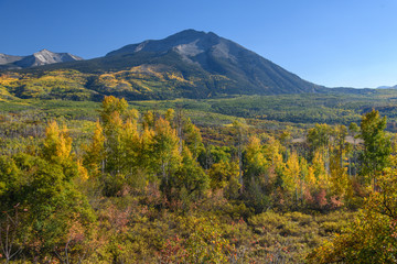 Fall Trees in Colorado 03