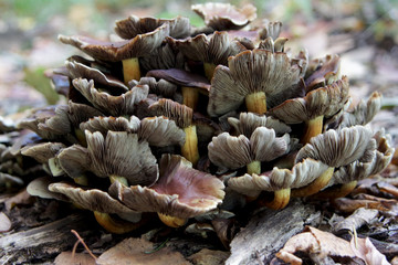 Cogumelos