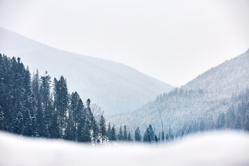 Multi layered mountain winter landscape. Slopes and evergreen woods covered with snow. Snowy pine...