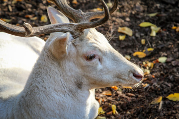 Porttrait eines Hirsches