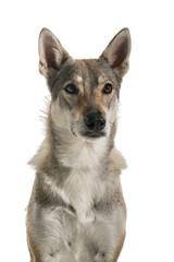 Portrait of a female tamaskan hybrid dog looking at the camera on white background