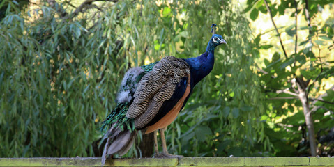 Ein Pfau in der Herbstsonne 