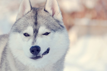 Winking dog. Light gray and white smiling husky dog on festive bokeh background toned.