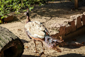 Ein Pfau in der Herbstsonne 