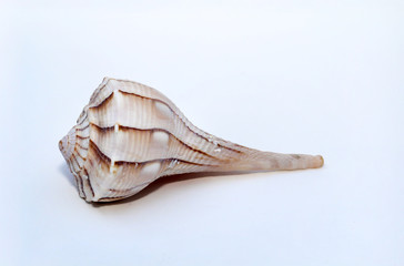 Detail einer Schnecke, Muschel  © boedefeld1969
