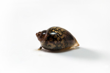 Detail einer Schnecke, Muschel  © boedefeld1969