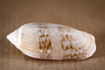 Detail einer Schnecke, Muschel 
