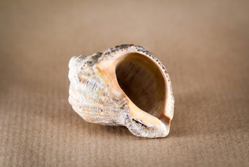 Detail einer Schnecke, Muschel  © boedefeld1969