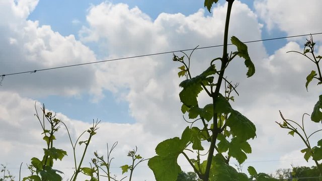 Vineyard branches grape sky clouds - Orizontal Dolly timelapse