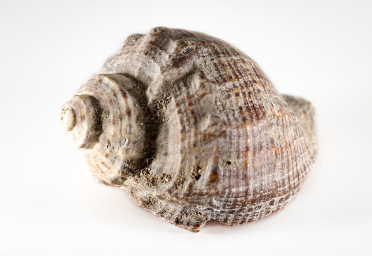 Detail einer Schnecke, Muschel 