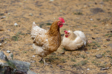 Full body of brown-beige hen on the farm