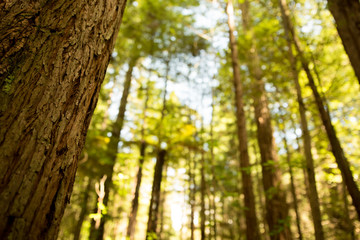 Baumstamm im Vordergrund