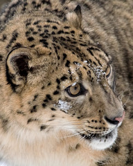 Obraz premium Snow Leopard Extreme Closeup