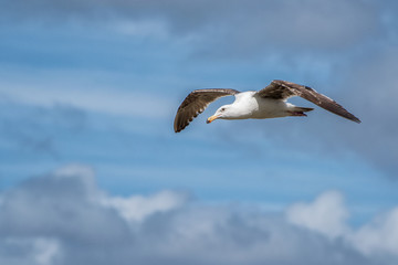 Seagull in Flight through a Cloudy Sky 1