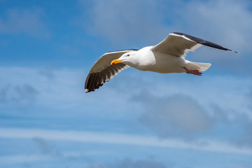Fototapeta na wymiar Seagull in Flight through a Cloudy Sky 2