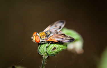 Fliege, Fliegen, Insekten