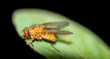 Fliege, Fliegen, Insekten