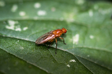 Fliege, Fliegen, Insekten