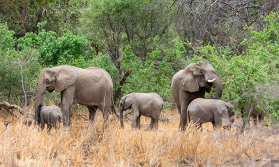 African Elephant Mothers And Calves