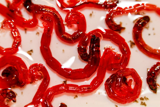 Rote Jumbo M&uuml;ckenlarven, Fischfutter 