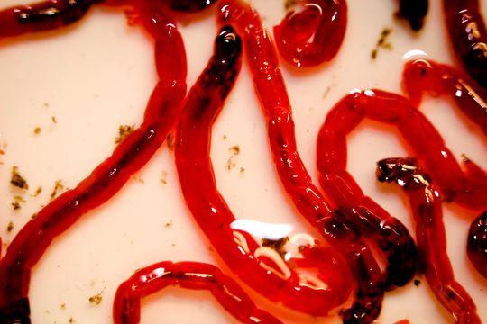 Rote Jumbo M&uuml;ckenlarven, Fischfutter 