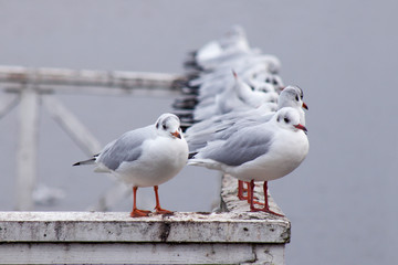 Kittiwake / birds on the pier