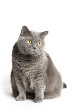 Gray british cat sits on a white background
