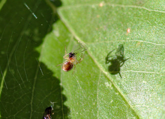 Kleine Spinne im Netz über einem Blatt 