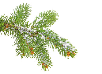 Christmas tree branch with snow, white background.