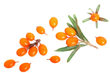Sea buckthorn. Fresh ripe berry with leaves isolated on white background with copy space for your...