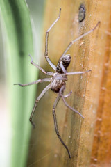 Hauswinkelspinne