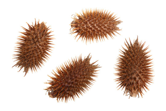 dry Xanthium strumarium isolated on white background has medicinal properties. Top view. Flat lay pattern