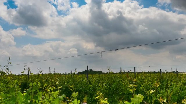 Vineyard branches grape sky clouds - Orizontal Dolly timelapse