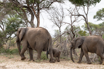 Elefantenfamilie im Buschland des Krüger Nationalparks, Südafrika