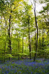 bluebells in woodland