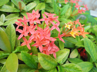 Flower and plant texture background. Good use for natural design.