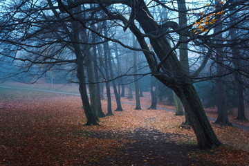 Schiefe Bäume in einem dunklen Nebelwald, Jahreszeit Herbst
