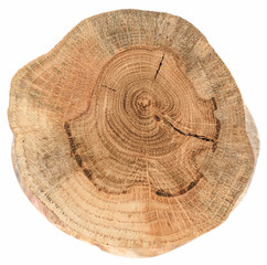 Cross section of old oak tree with cracks and annual rings texture isolated on white