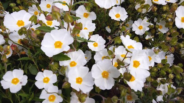 Salvia Cistus, Cistus Salviifolius