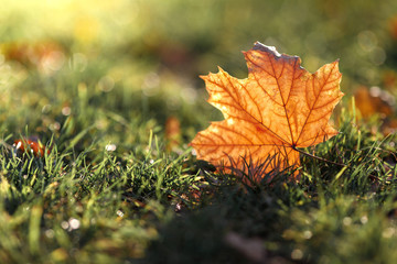 fallen autumn yellow leaf against the sun