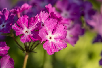 Obraz premium Spring flowers of purple color close up