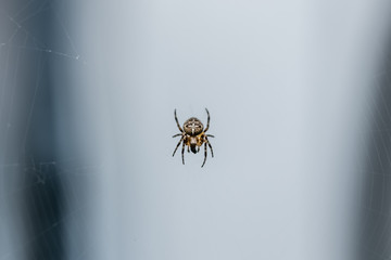 Yellow spider on a spider web closeup