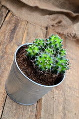 Shining green cactus in a tin flower pot