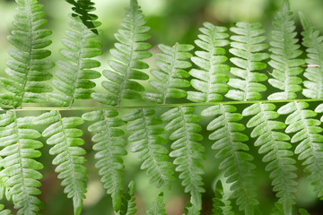 Fern in dappled light