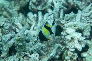 Fototapeta na wymiar coral reef life landscape and tropical fish
