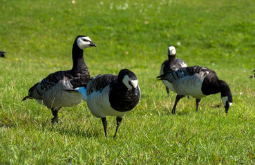 Goose and goslings. Goose snuggles goslings