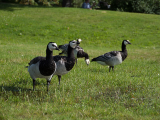 Goose and goslings. Goose snuggles goslings