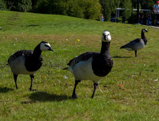 Goose and goslings. Goose snuggles goslings