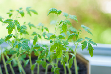 Fragment of several tomato sprouts growing on window sill